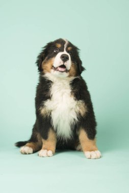 Bernese dağ köpeği köpek yeşil zemin üzerine