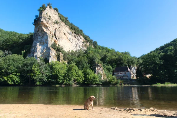 Dog near the river — Stock Photo, Image
