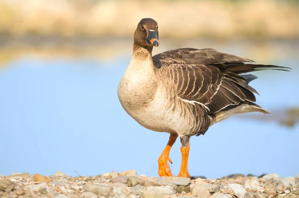 Greater white fronted goose — Stock Photo, Image