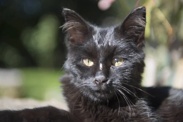 Gatinho jovem ao ar livre ao sol — Fotografia de Stock