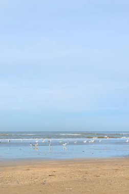 Hollanda beach Kuzey Denizi adlı