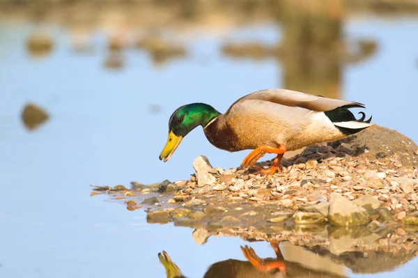 Wild duck swimming in water — Stock Photo, Image