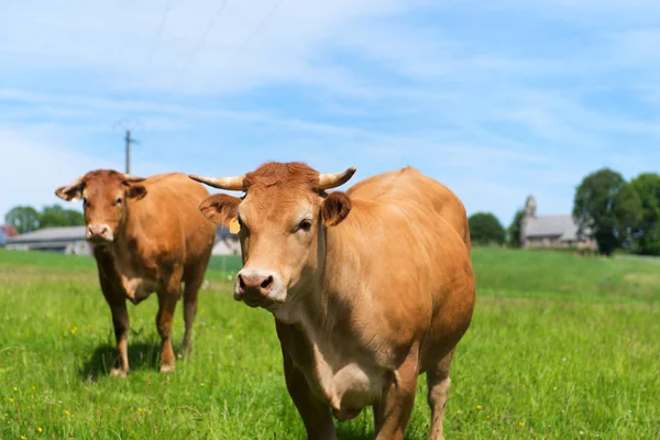Limousin krávy ve Francii — Stock fotografie