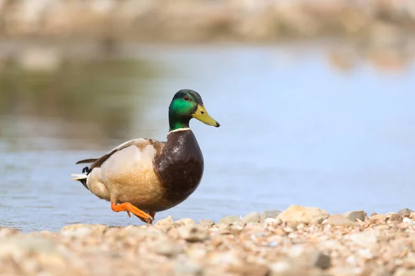 Wild duck swimming in water — Stock Photo, Image