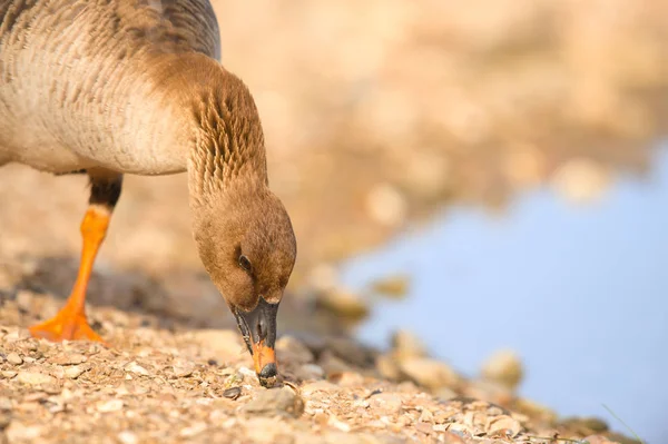 Greater white fronted goose — Stock Photo, Image