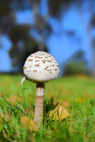 Taburete blanco en el bosque — Foto de Stock