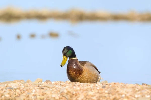 Wild duck swimming in water — Stock Photo, Image