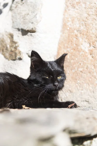 Mladá kočička venkovní na slunci — Stock fotografie