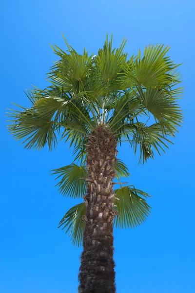 Tropické palmy — Stock fotografie