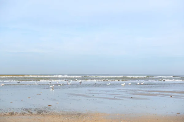 Nederlandse strand bij Noordzee — Stockfoto