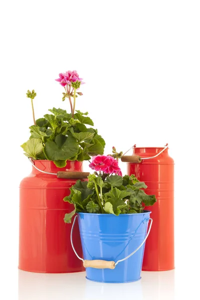 Pelargonien für den Garten — Stockfoto