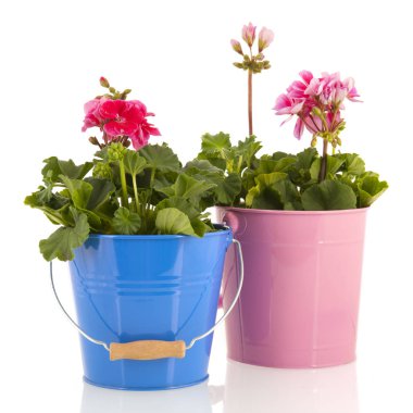 Pelargoniums Bahçe için