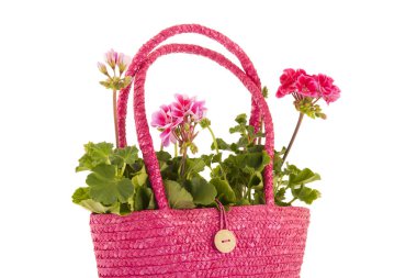 Pelargoniums Bahçe için