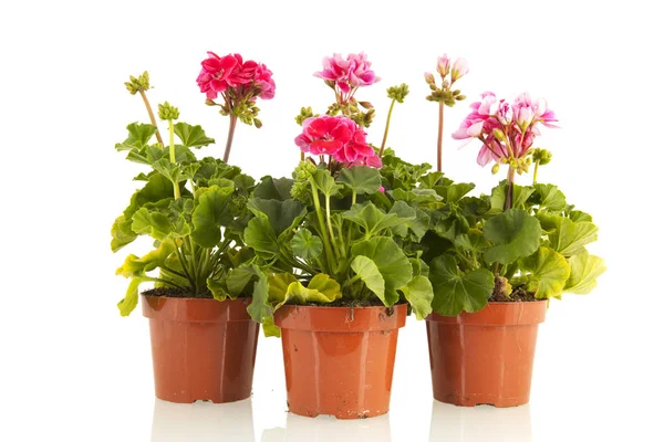 Pelargoniums for the garden — Stock Photo, Image