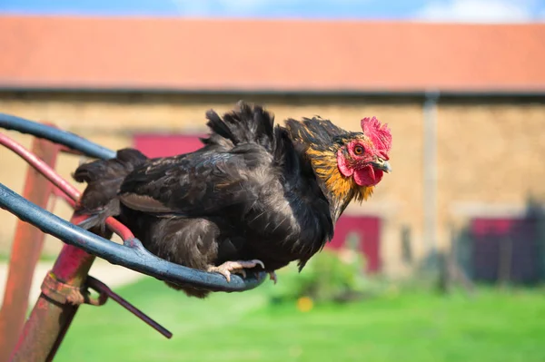Kuře na farmě — Stock fotografie