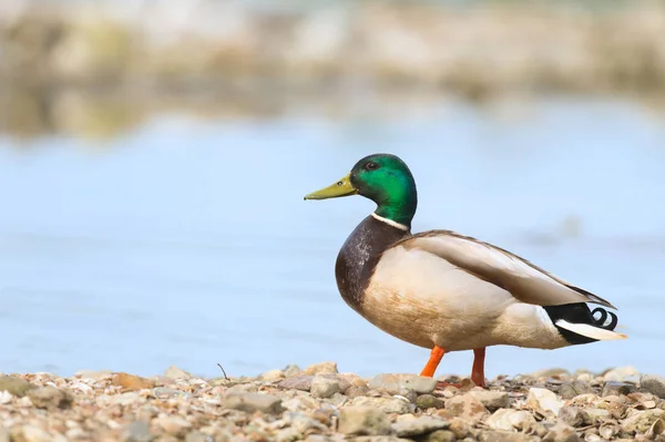 Wild duck swimming in water — Stock Photo, Image