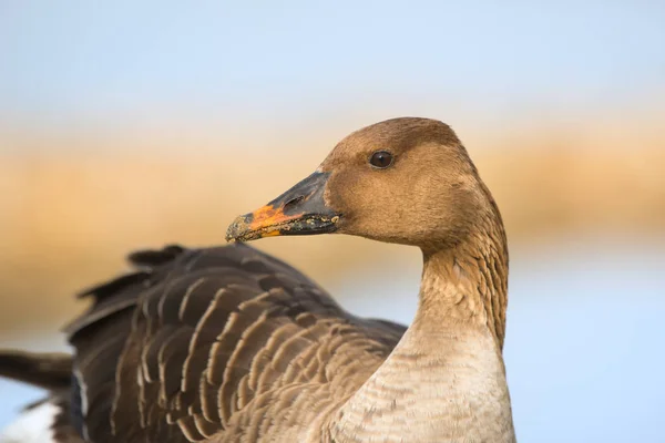 Greater white fronted goose — Stock Photo, Image
