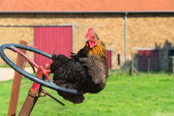 Kuře na farmě — Stock fotografie