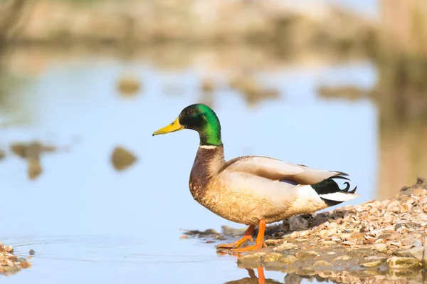 Wild duck swimming in water — Stock Photo, Image