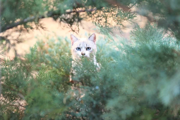 Gato nos arbustos — Fotografia de Stock