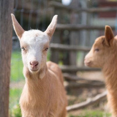 Kahverengi goatwith kuzular