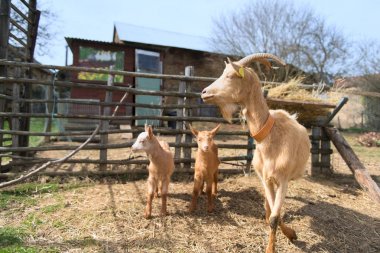Kahverengi goatwith kuzular