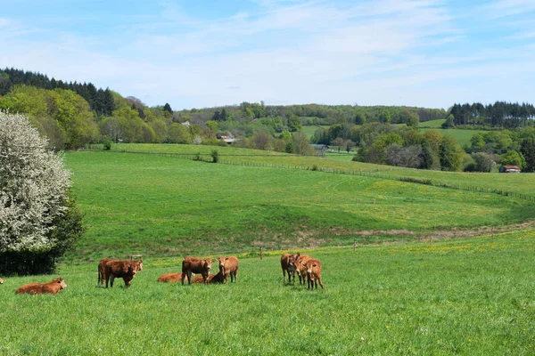 A franciaországi Limousin tehenek — Stock Fotó