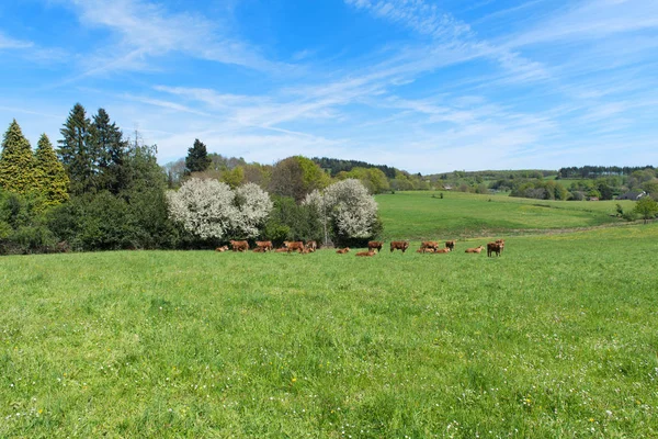 Limousinenkühe in Frankreich — Stockfoto