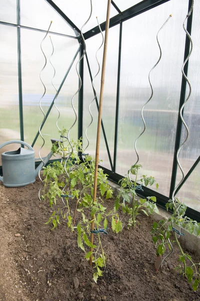 Groen huis met tomaten — Stockfoto