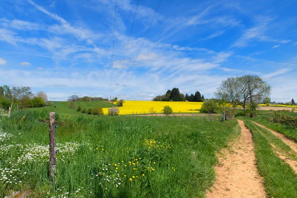 Landschap Franse Limousin met koolzaad — Stockfoto