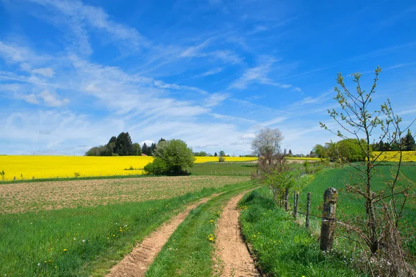 Landscape French Limousin with rape seed — Stock Photo, Image