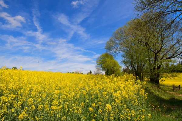 Landschap Franse Limousin met koolzaad — Stockfoto