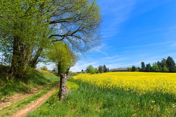 Landschap Franse Limousin met koolzaad — Stockfoto