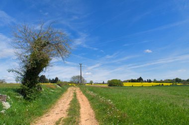 Limousin yatay, çiçek sarı kolza tohumu