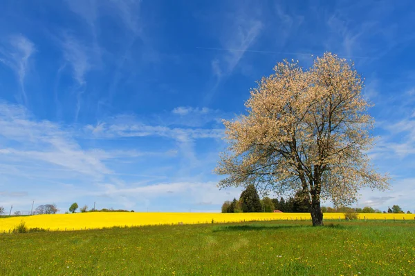 Limousin Landschap Met Bloeiende Geel Koolzaad — Stockfoto