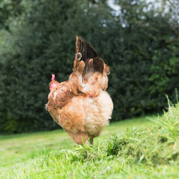 Nakna Hals Kyckling Som Frigående Fågel — Stockfoto