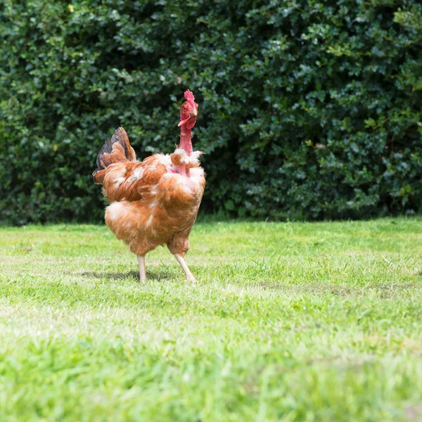 Naked Neck Chicken Free Range Bird — Stock Photo, Image