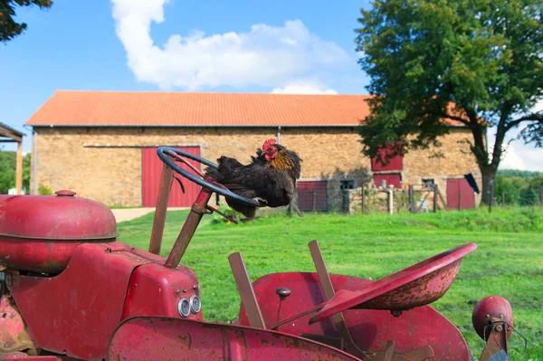 Schwarzes Huhn Auf Traktor Bauernhof — Stockfoto