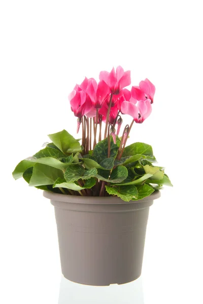 Pink Cyclamen in gray pot — Stock Photo, Image