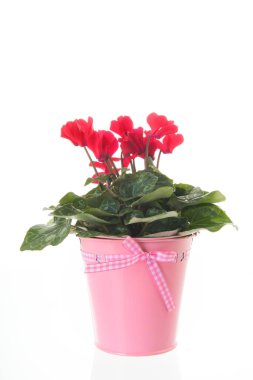 Beyaz arkaplan üzerinde kırmızı siklamen izole