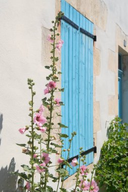 İle de Re Hollyhocks