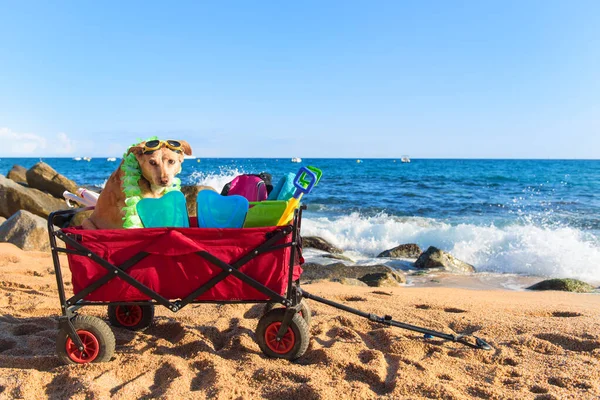 Καλάθι παραλίας με αποσκευές και σκύλο — Φωτογραφία Αρχείου