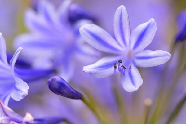 Agapanto florescente — Fotografia de Stock