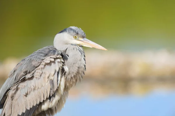 Gran Garza Azul — Foto de Stock