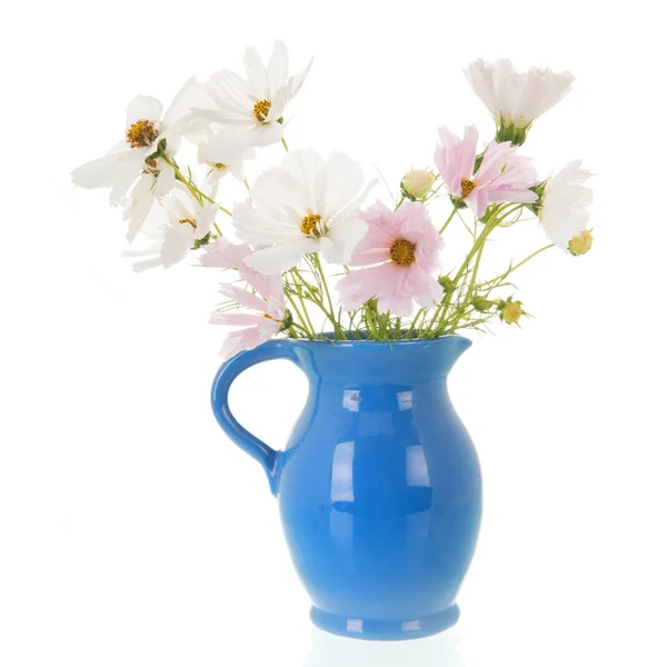 Pink and white Cosmea — Stock Photo, Image