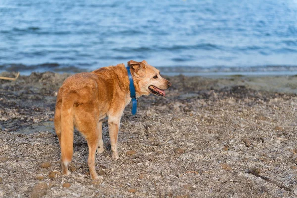 Oude hond op het strand — Stockfoto