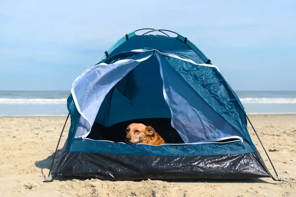 Кемпинговая собака с палаткой на пляже — стоковое фото