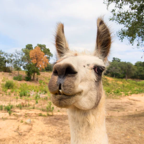 Lama en la naturaleza — Foto de Stock