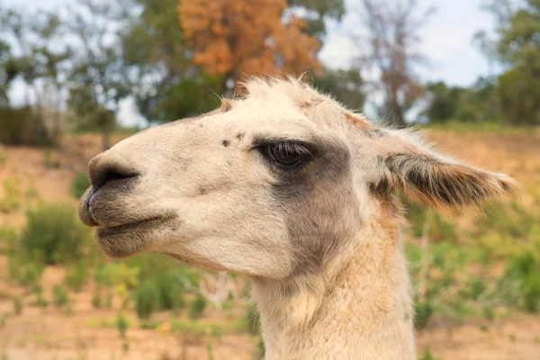Lama in der Natur — Stockfoto