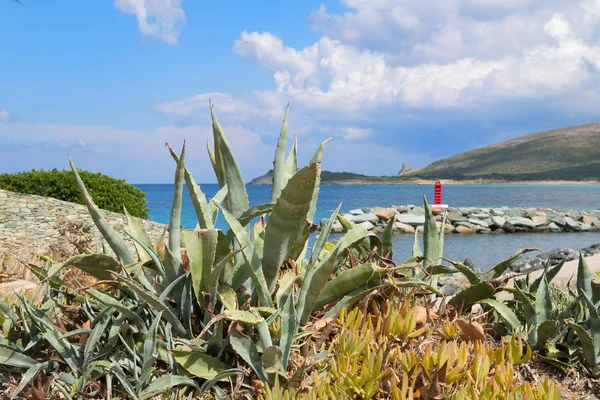 Korsika 'daki Aloe Vera ve Ceneviz kuleleri — Stok fotoğraf
